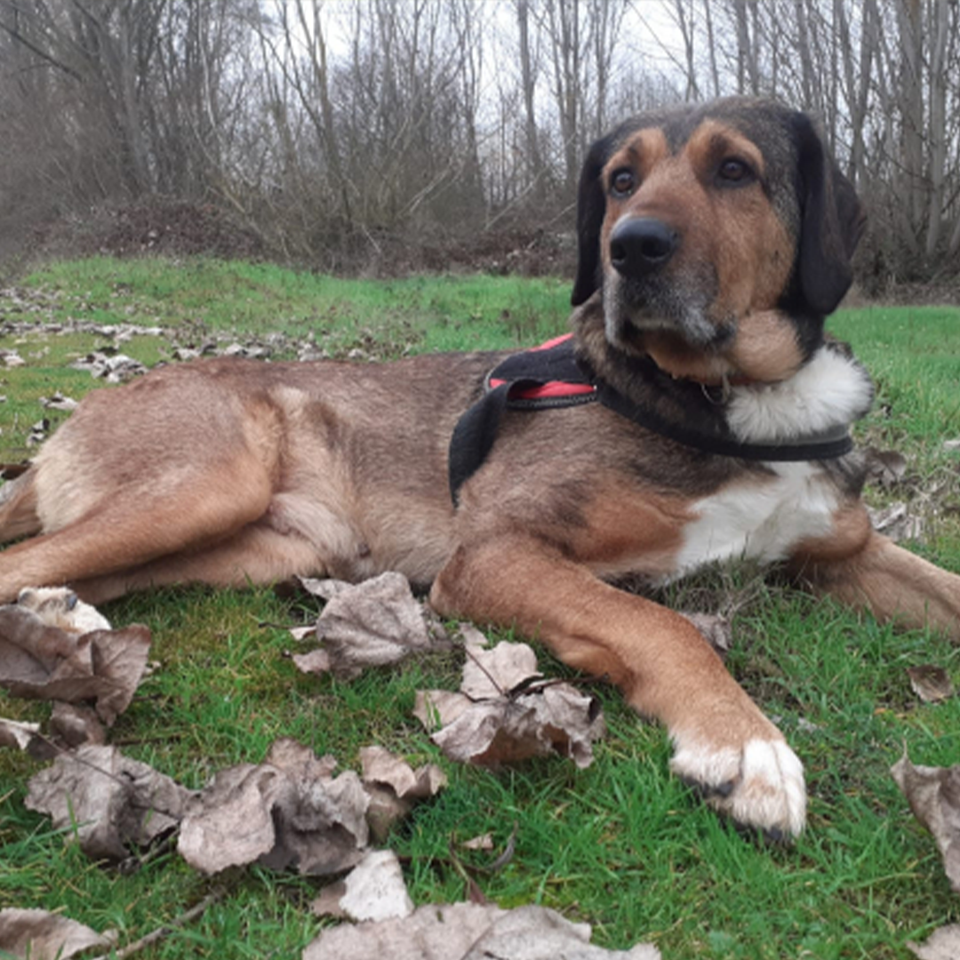 Luna liegt auf einer Wiese nach rechts schauend