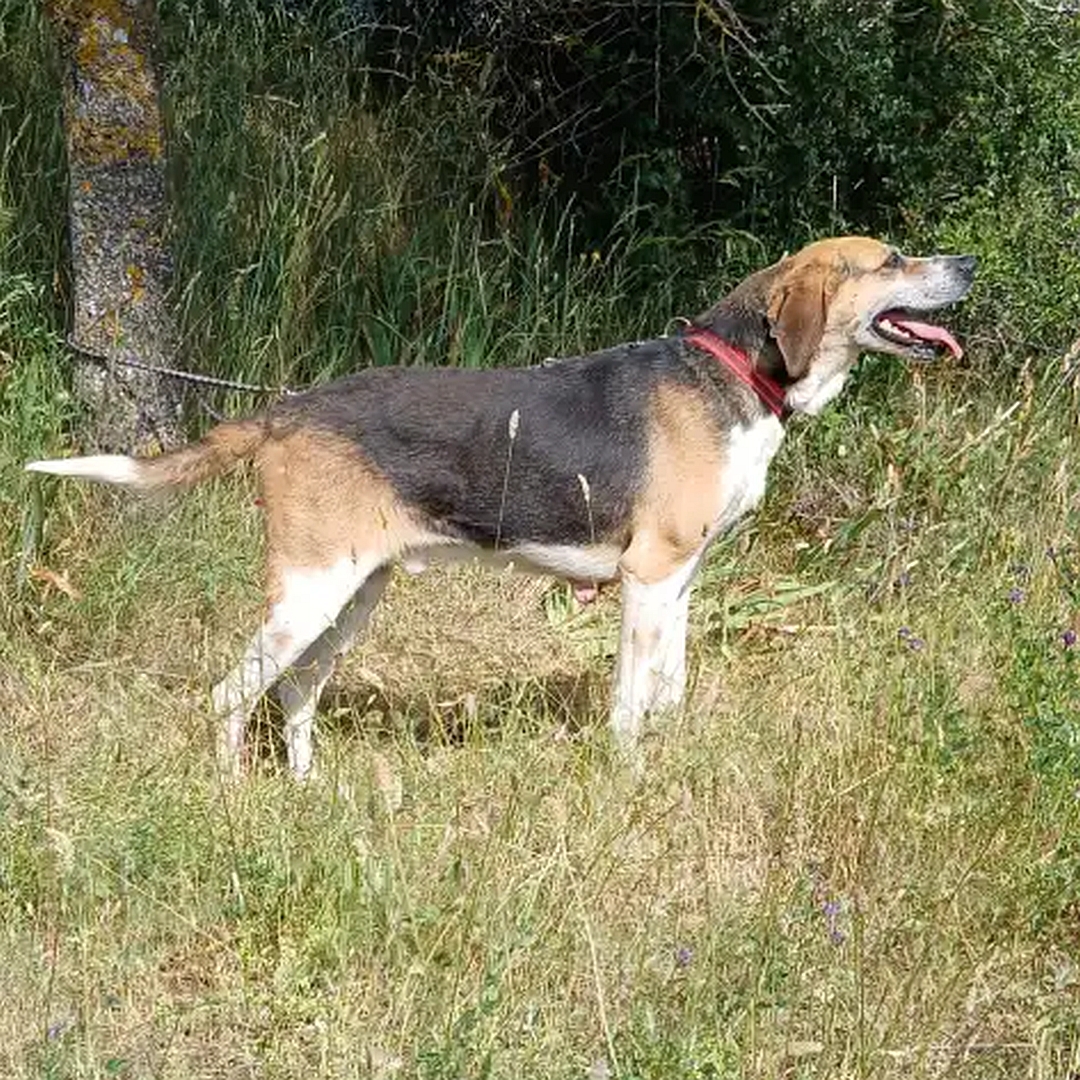 Schwarz-braun-weißer Rüde, stehend, rechte Seite, Blick geradeaus