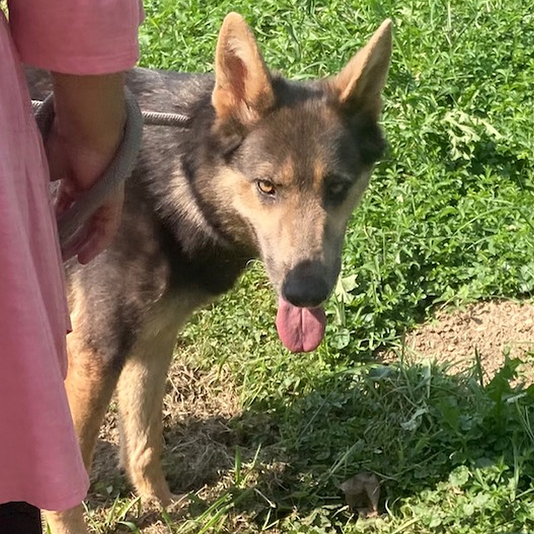 Schwarz-braune Schäferhündin, stehend, rechte Seite, mehr Portrait, Kopf nach rechts, Blick in  Richtung Kamera