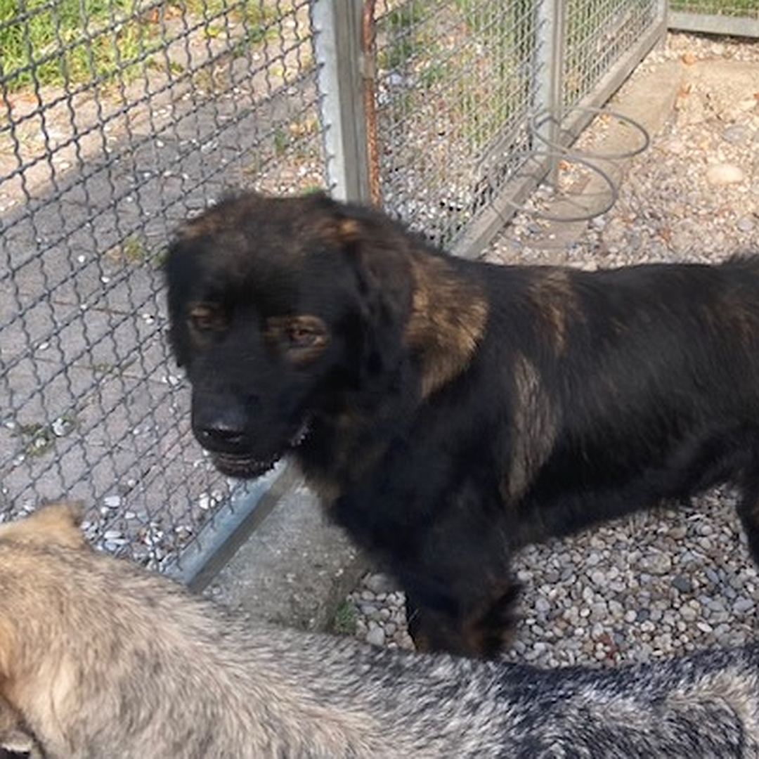 Brauner Rüde, stehend, linke Seite, Kopf nach links, Blick zu einem anderen Hund