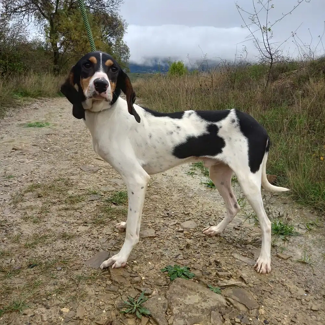 Weiß-schwarz-brauner Rüde, stehend, linke Seite, Blick in Kamera