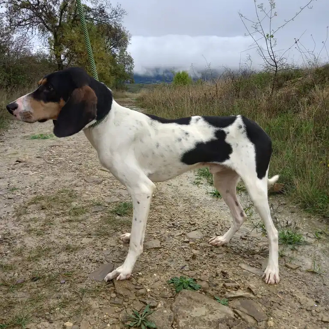 Weiß-schwarz-brauner Rüde, stehend, linke Seite, Blick geradeaus