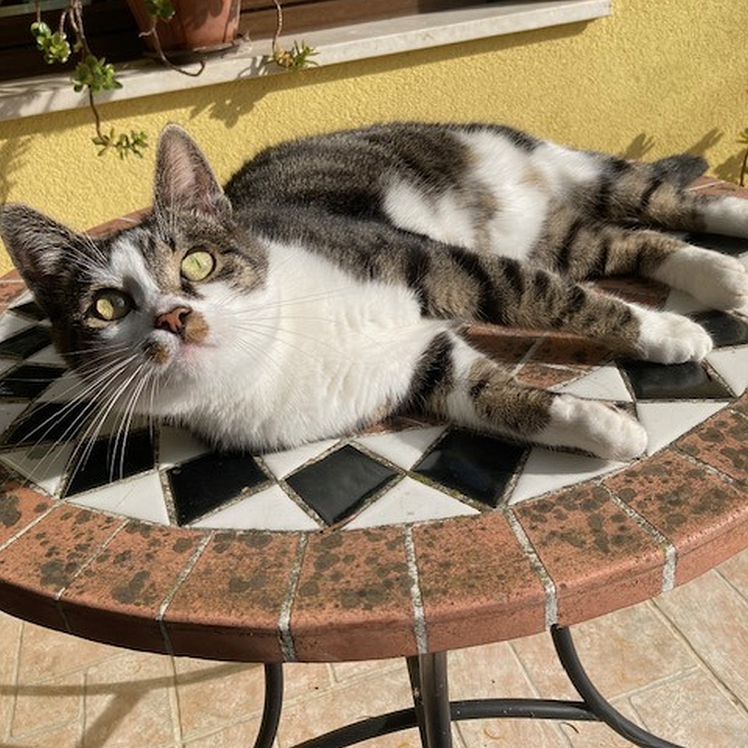 Grau-getigerte Katze, weiße Brust, weiße Pfoten, liegend, linke Seite, Kopf aufrecht, Blick in Kamera