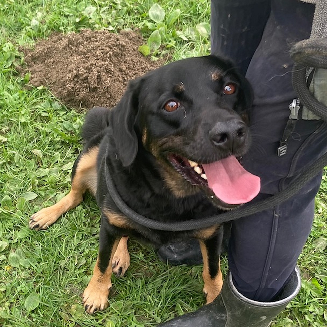 Schwarzer Rüde, braune Pfoten, sitzend, von vorn oben, Blick nach oben zu einer Person