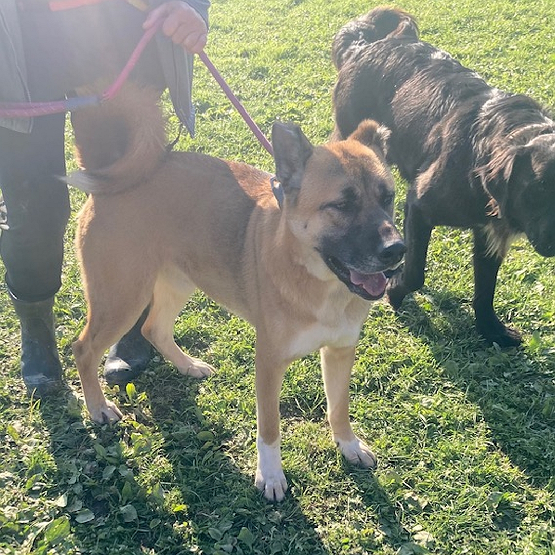 Hellbrauner Rüde, weiße Pfoten, schwarze Schnauze, helle Brust, stehend, von vorn eher rechte Seite Seite, Kopf und Blick geradeaus, links daneben anderer Hund