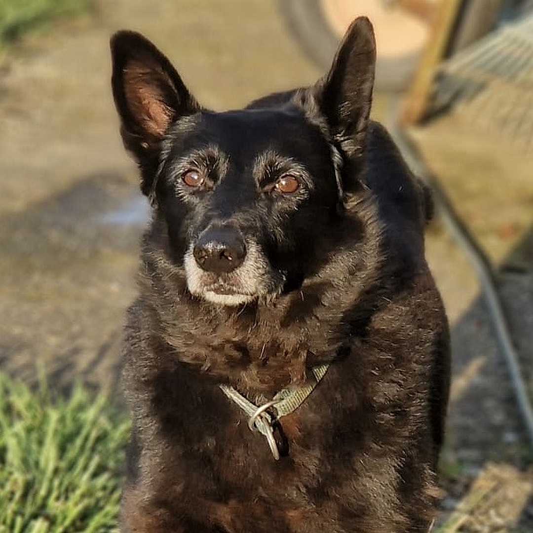 Schwarzer Rüde, stehend, von vorn, Blick in Kamera, Portrait