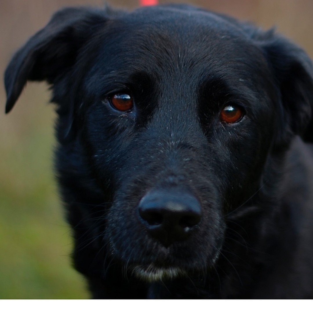 Schwarzer Rüde, weißer Brustfleck, Portrait, Blick in Kamera