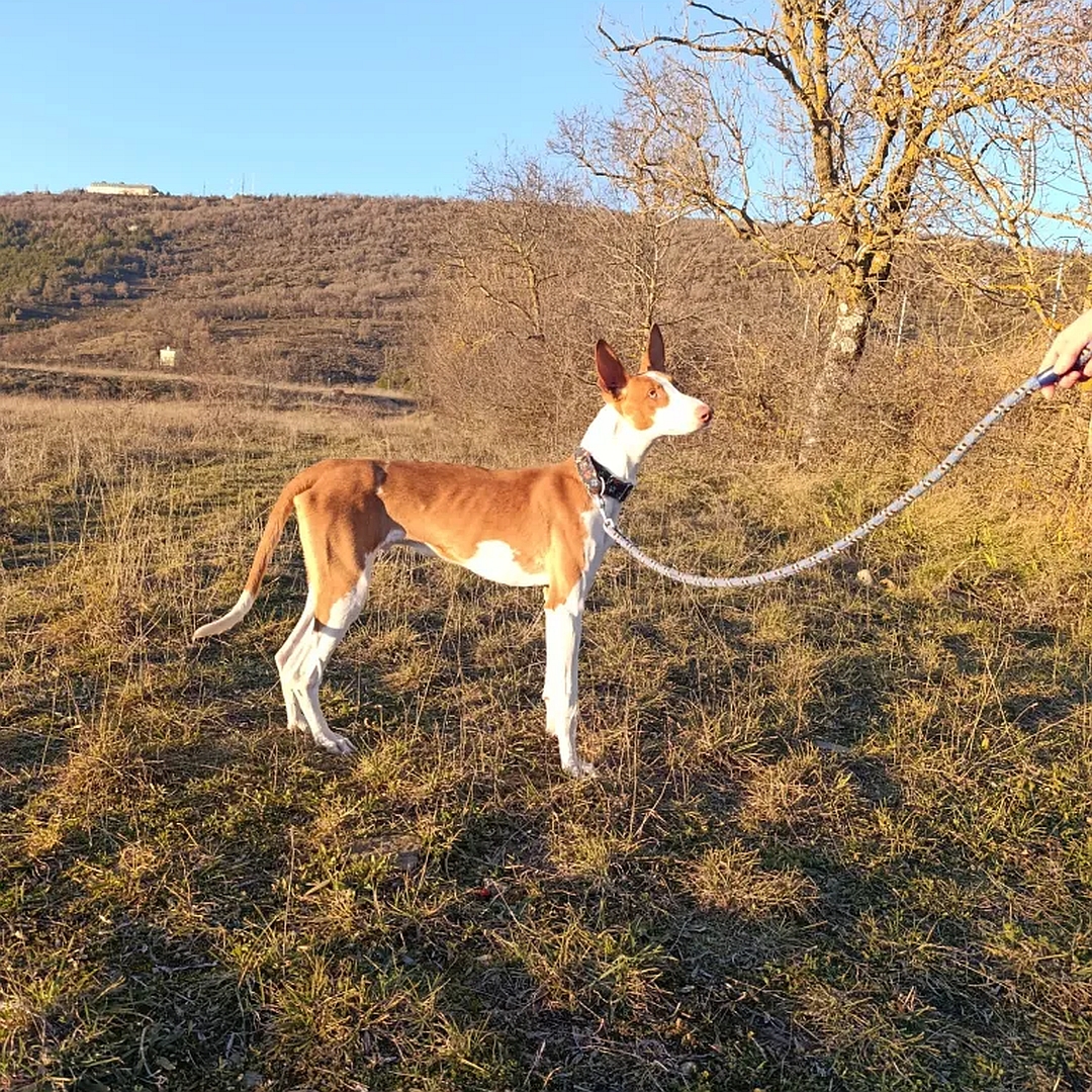 Weiß-brauner Rüde, stehend, rechte Seite, Blick geradeaus