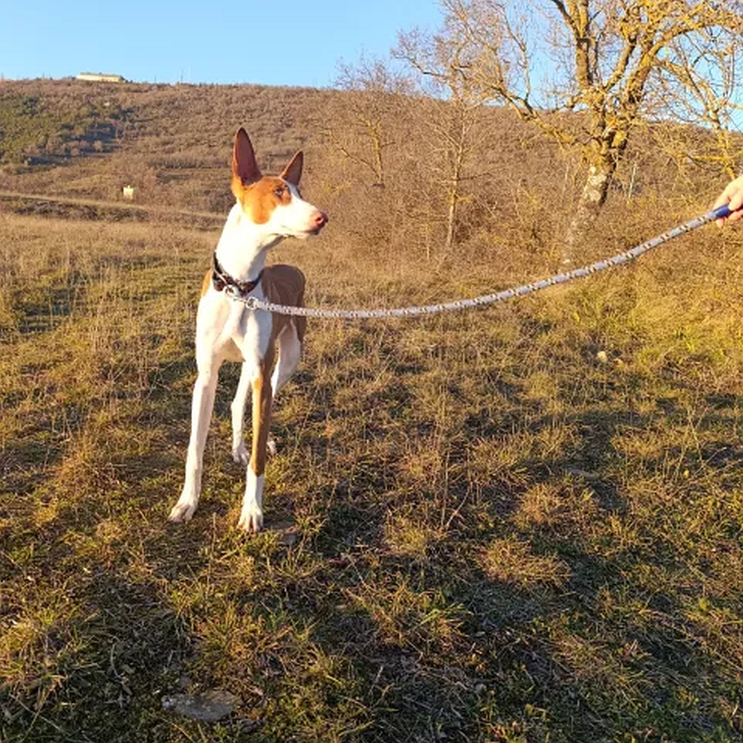 Weiß-brauner Rüde, stehend, von vorn, Kopf und Blick nach links