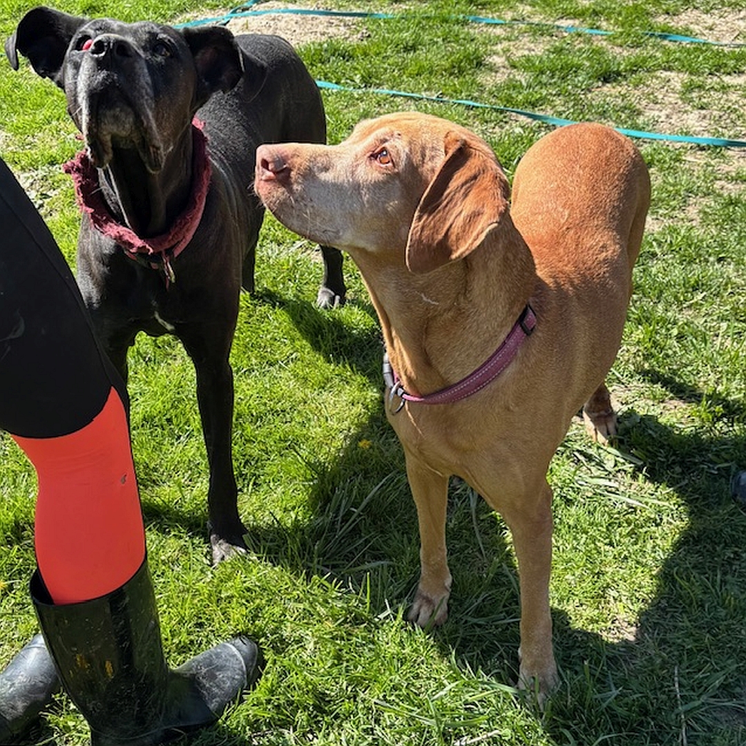 Schwarzer Rüde, stehend, von vorn oben, Kopf und Blick nach oben zu einer Person, rechts daneben Hundefreundin