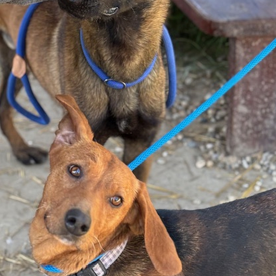 Hellbraune Hündin, dunkelbrauner Rücken, stehend,  Portrait, von vorn oben, Blick direkt in Kamera, dahinter anderer Hund