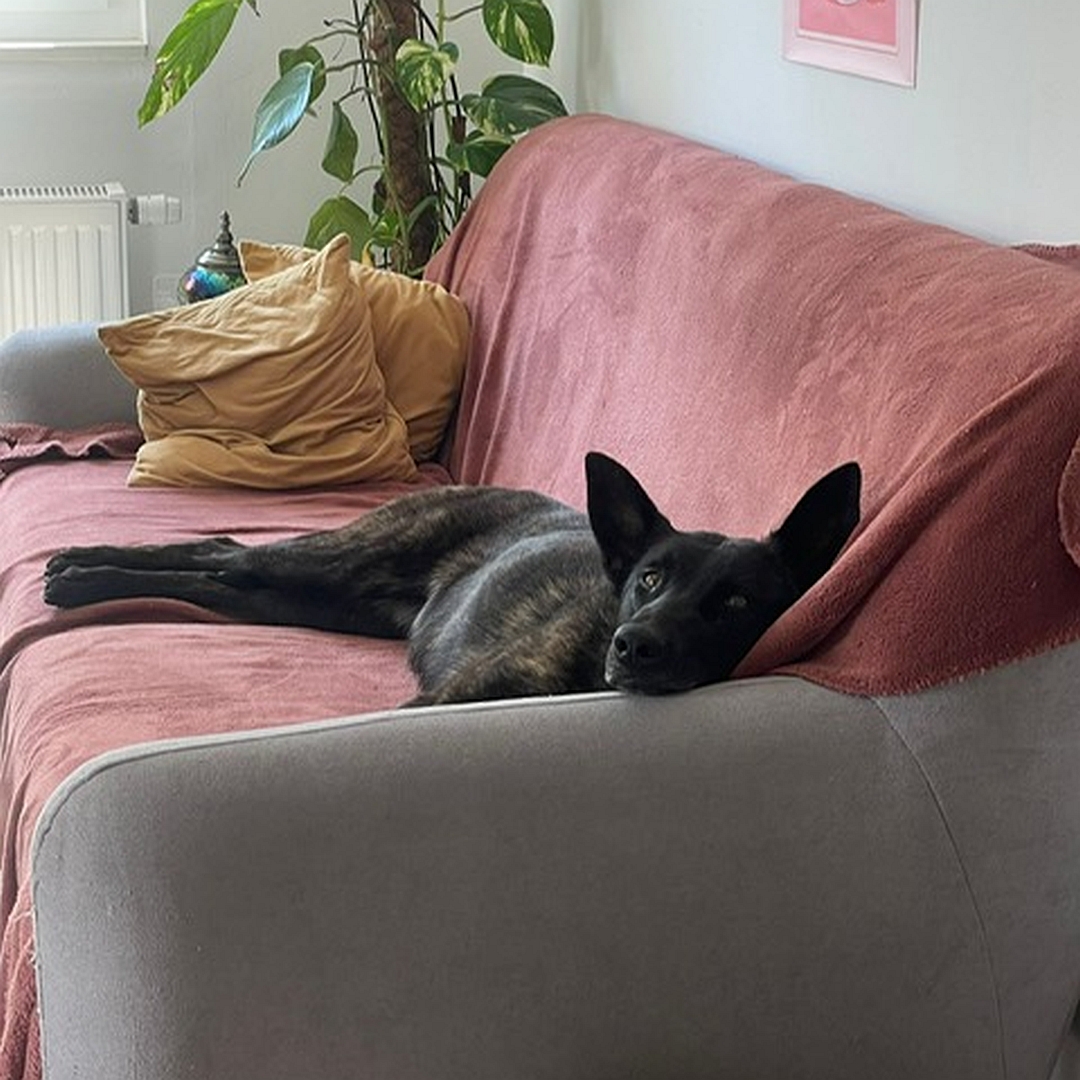 Schwarzbraune Hündin, auf dem Sofa liegend, von vorn, eher linke Seite, Blick in Kamera