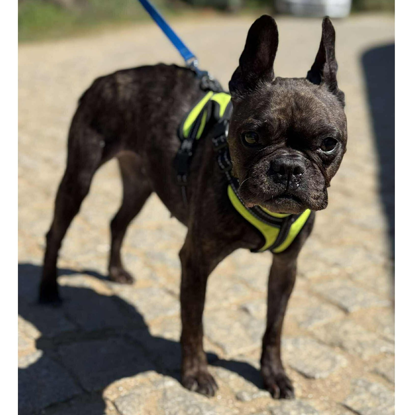 PIPA steht am Weg