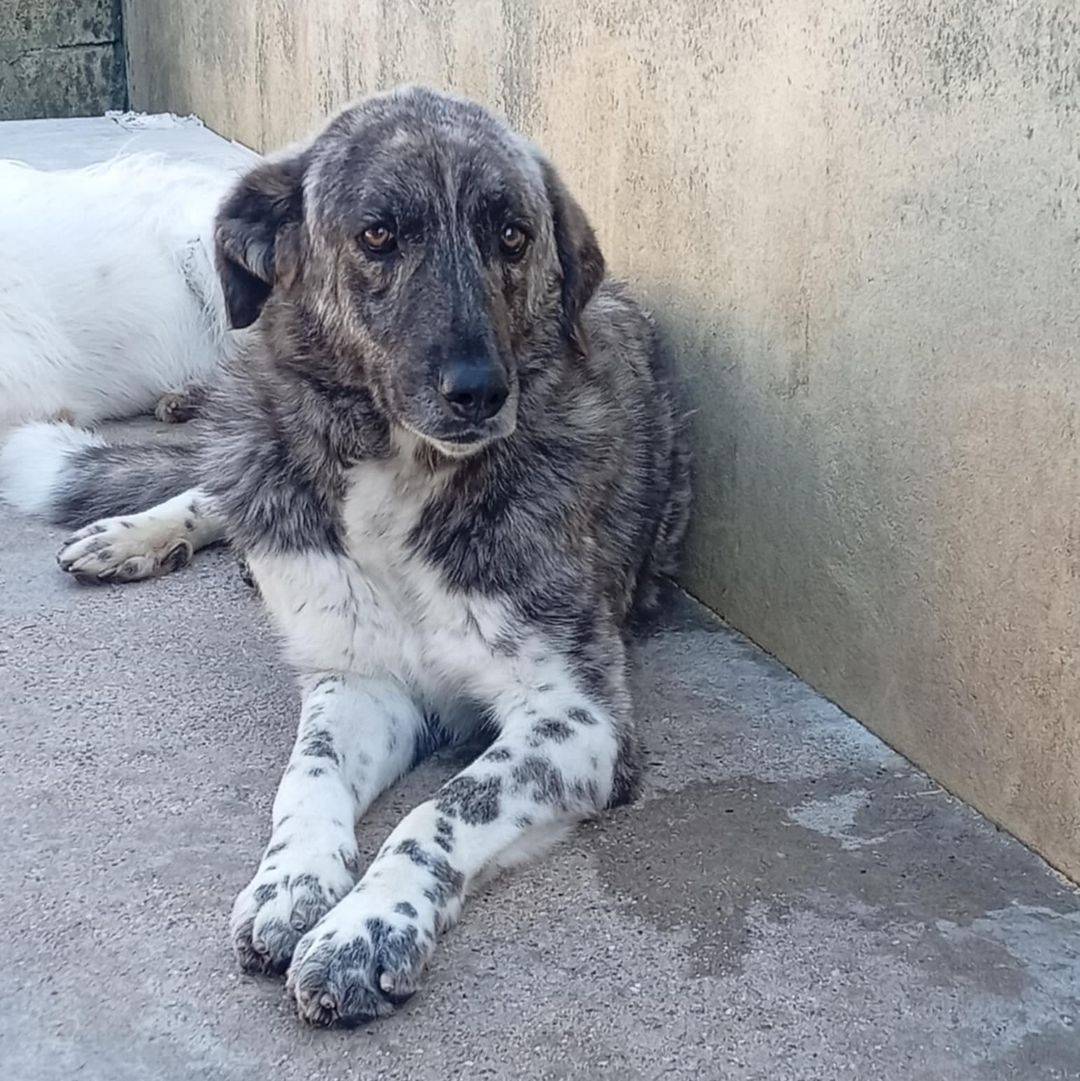 Max liegt vor einer Mauer