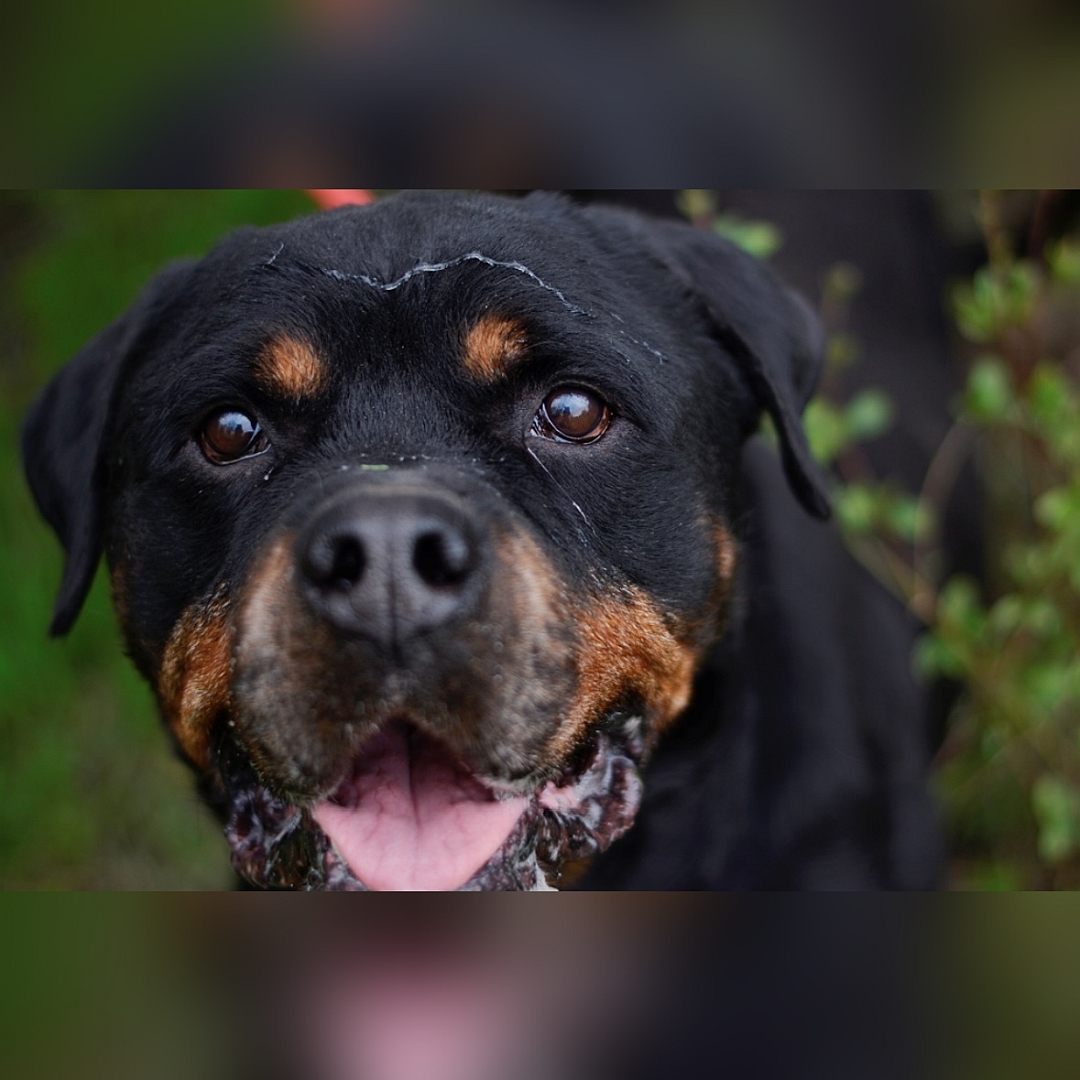 Schwarzer Rüde, braune Pfoten, Portrait, Blick in Kamera