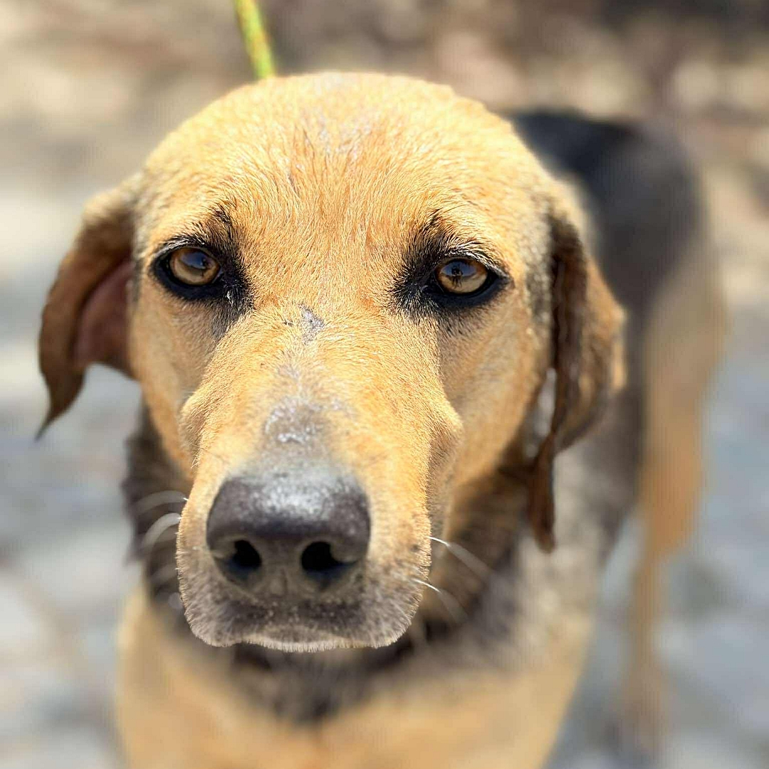 Hellbraun-schwarze Hündin, stehend, Portrait, Blick in Kamera