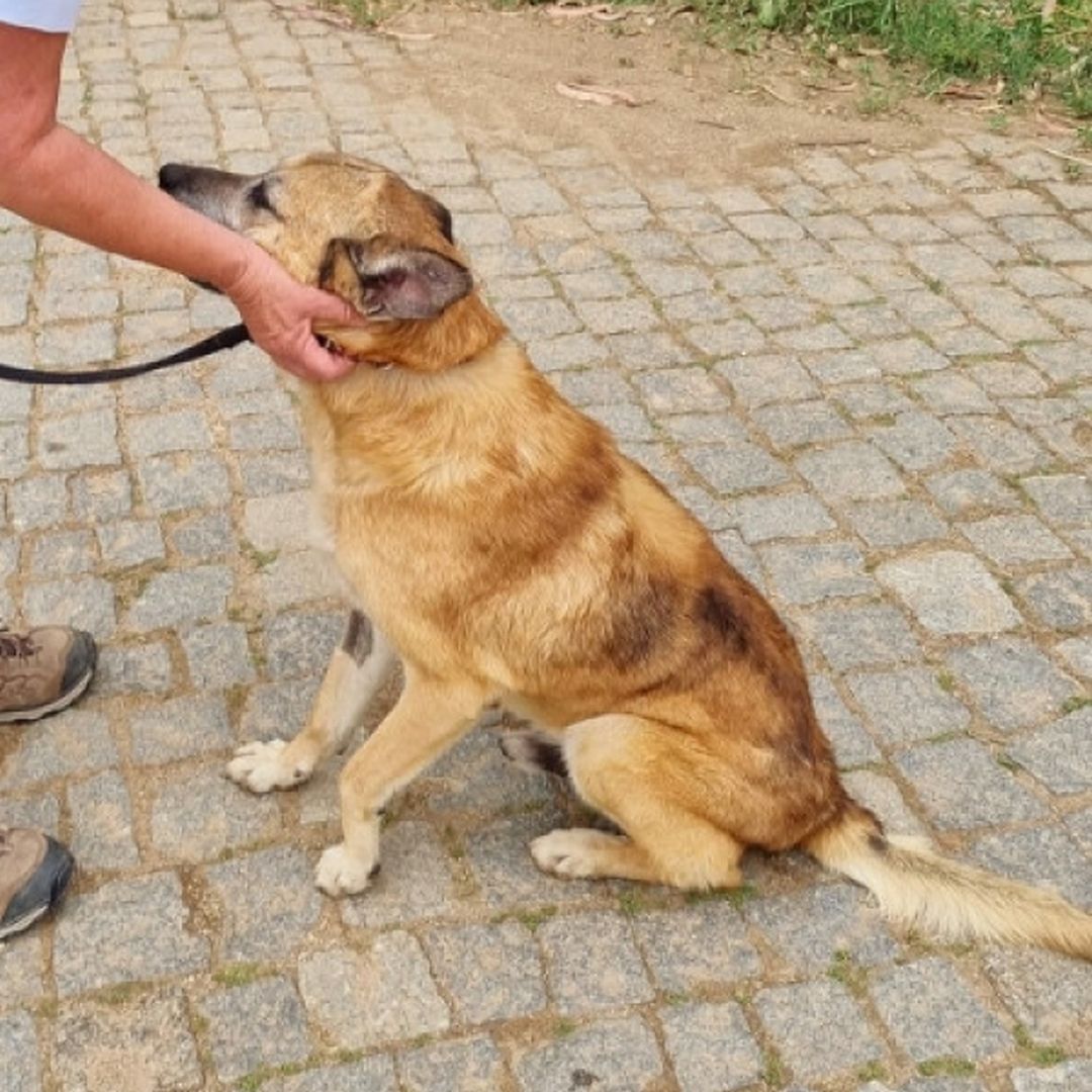 Hellbrauner Rüde, sitzend, linke Seite, Kopf und Blick nach oben zu einer Person, beim Spaziergang, wird am Kopf gestreichelt