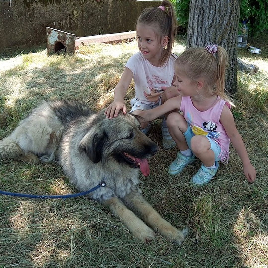 Beige-braune Hündin, liegendend, rechte Seite, Blick geradeaus, daneben zwei kleine Kinder, die streicheln
