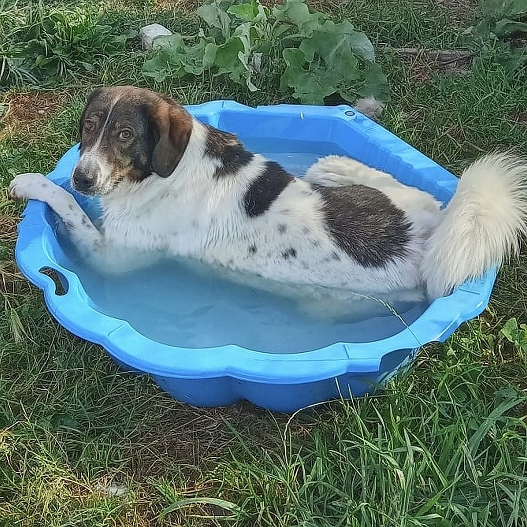 Weiß-braune Hündin, liegend, linke Seite, badet in Wassermuschel, Kopf und Blick nach links Richtung Kamera