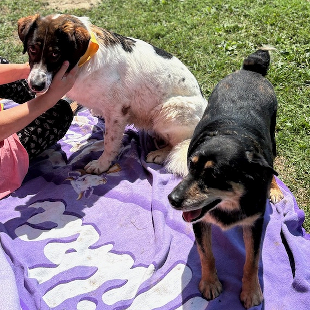 Weiß-braune Hündin, sitzend, linke Seite, Blick geradeaus, daneben ein weiterer Hund