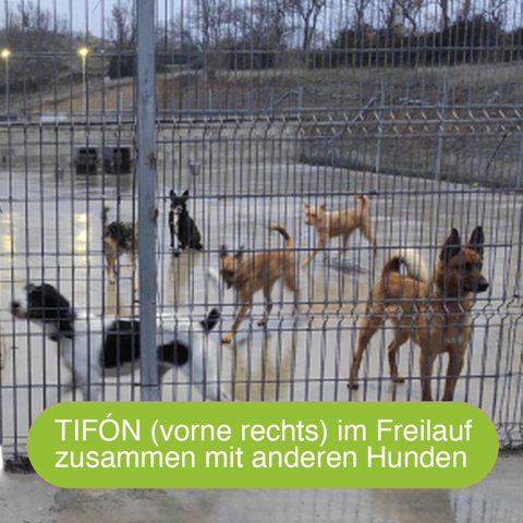 Malinoisrüde, im Freilauf