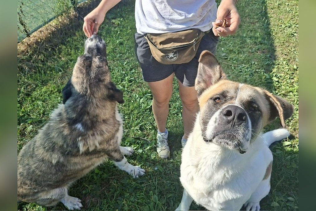 Beige-hellbrauner Rüde, von vorn oben, Portrait, Kopf und Blick nach oben zu einer Person, daneben ein weiterer Hund, der ein Leckerchen bekommt