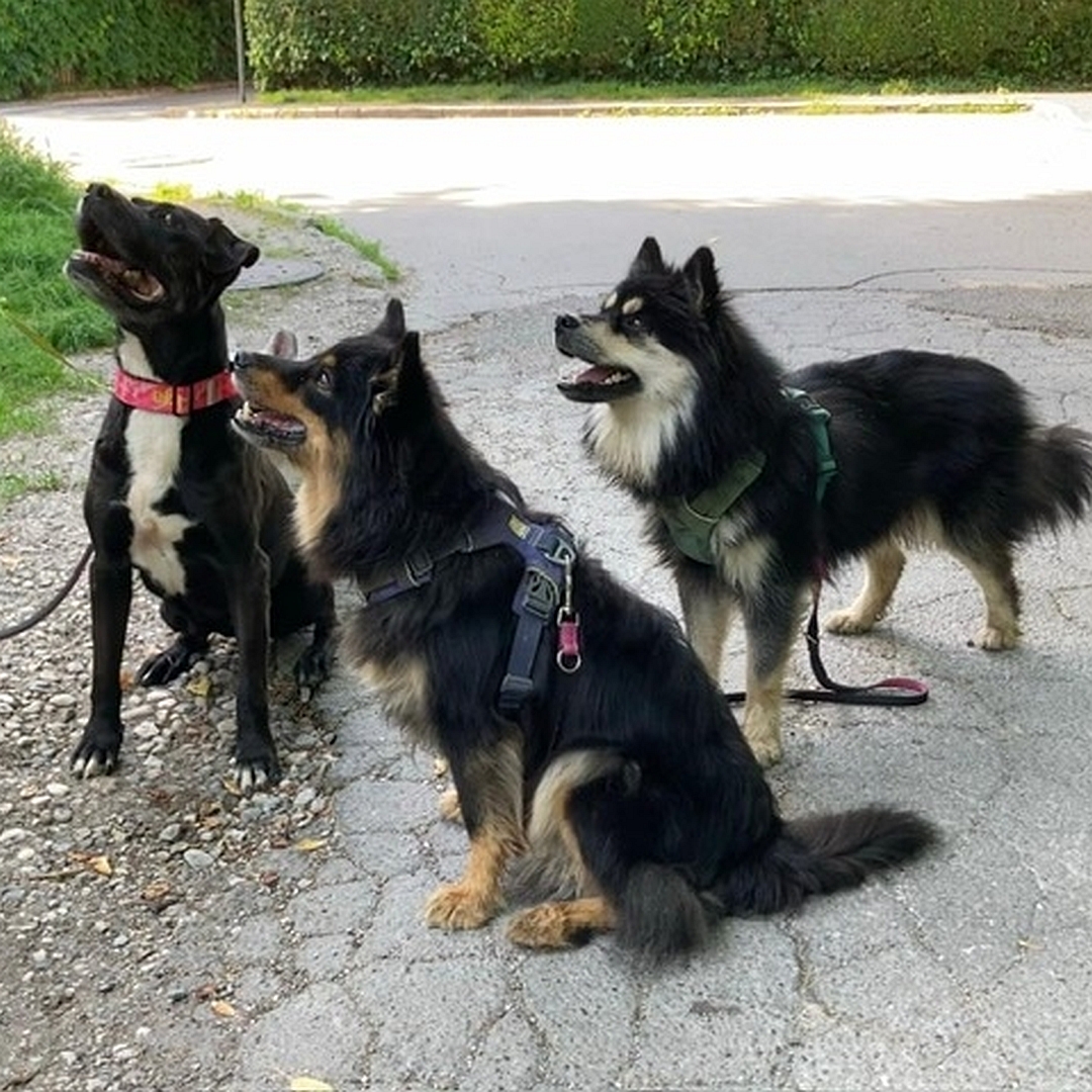 Dunkelbraune Hündin, weißer Brustfleck, sitzend von vorn, Blick nach oben zu einer Person, daneben zwei weitere größere Hunde