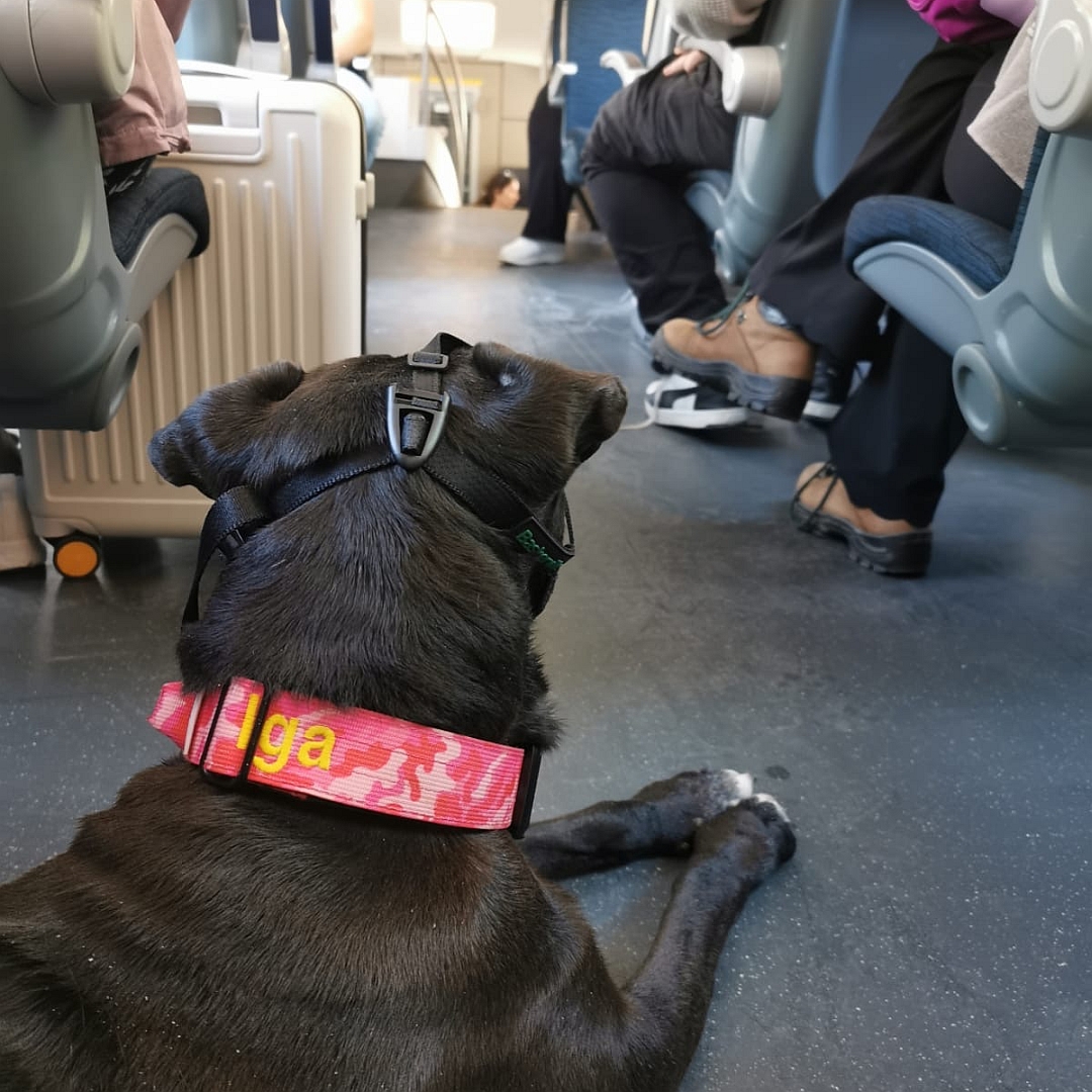 Dunkelbraune Hündin, weißer Brustfleck, mit Maulkorb im Bus liegend, von hinten