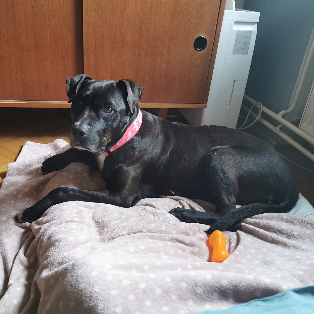 Dunkelbraune Hündin, weißer Brustfleck, auf Hundebett liegend, linke Seite, Kopf und Blick leicht nach links zu einer Person 