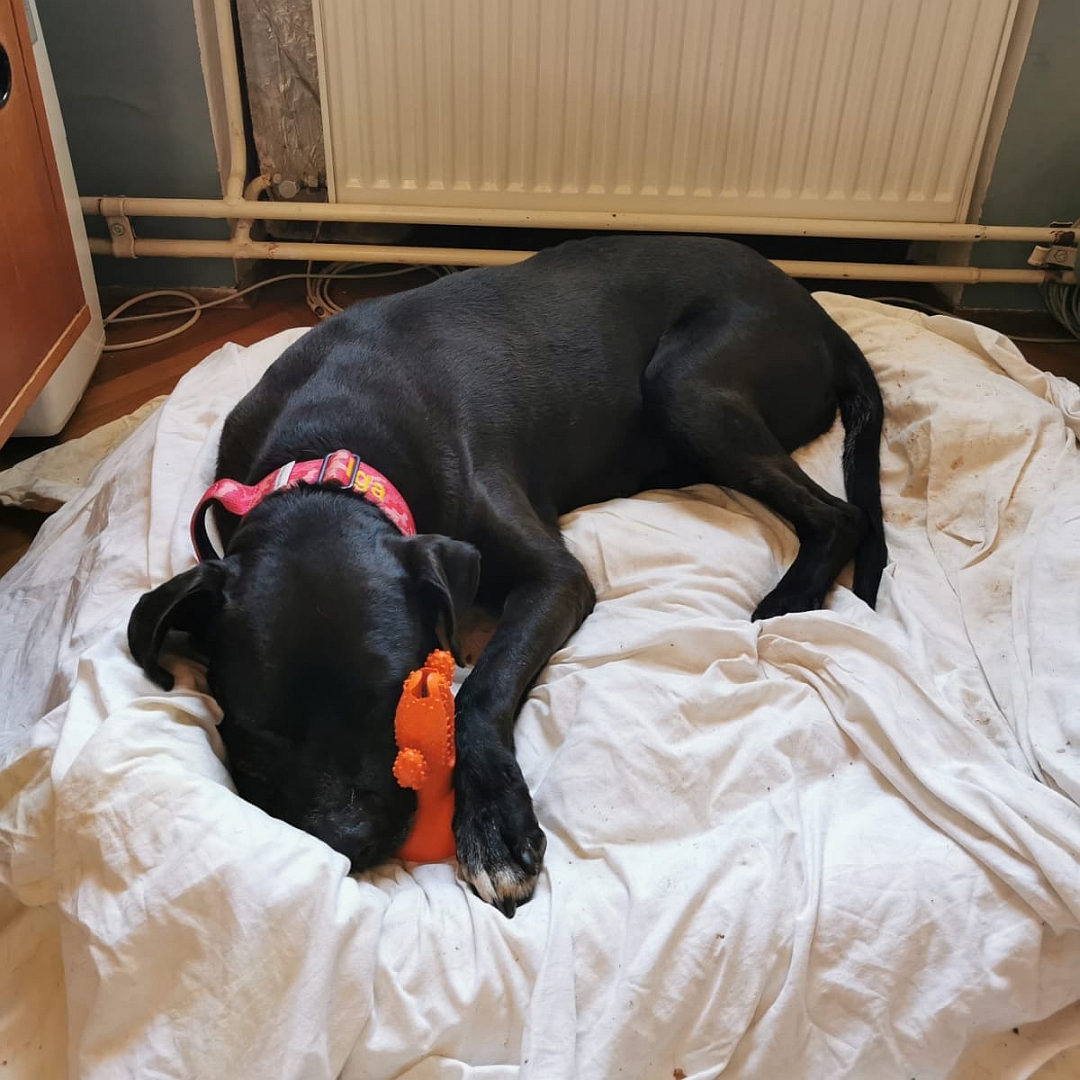 Dunkelbraune Hündin, weißer Brustfleck, auf Hundebett liegend, linke Seite, schläft mit Spielzeug zwischen den Pfoten 