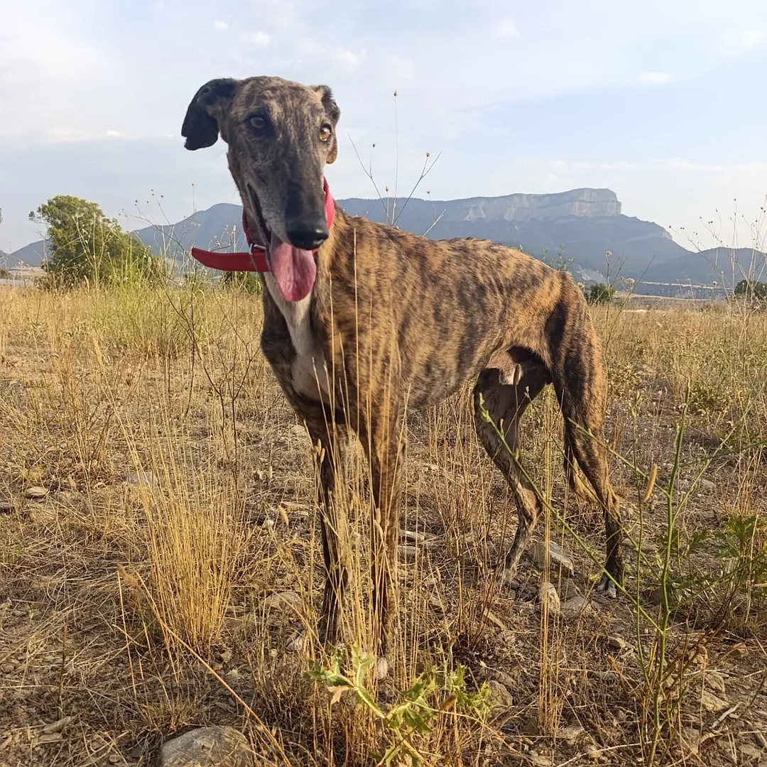 Braun gestromter Galgo, weißer Brustfleck, stehend, von eher links vorn, Kopf und Blick leicht nach links