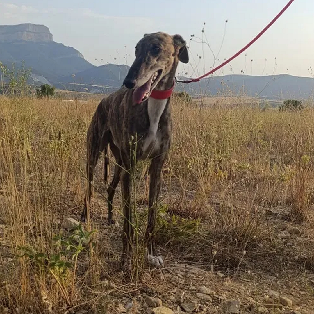 Braun gestromter Galgo, weißer Brustfleck, stehend, von vorn, Kopf und Blick nach rechts