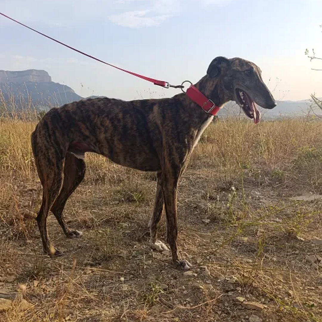 Braun gestromter Galgo, weißer Brustfleck, stehend, rechte Seite, Kopf und Blick geradeaus