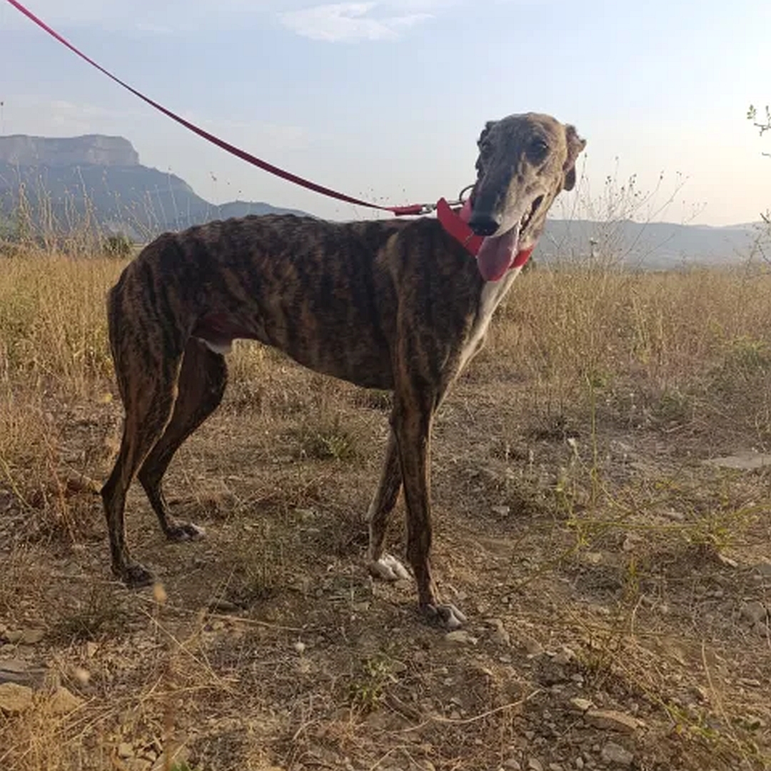 Braun gestromter Galgo, weißer Brustfleck, stehend, rechte Seite, Kopf und Blick zurück nach rechts hinten