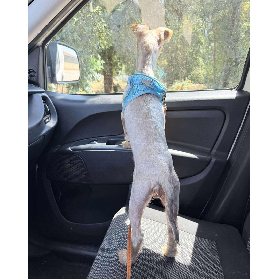Yuri im Auto nach dem entfernen des verfilzten Felles