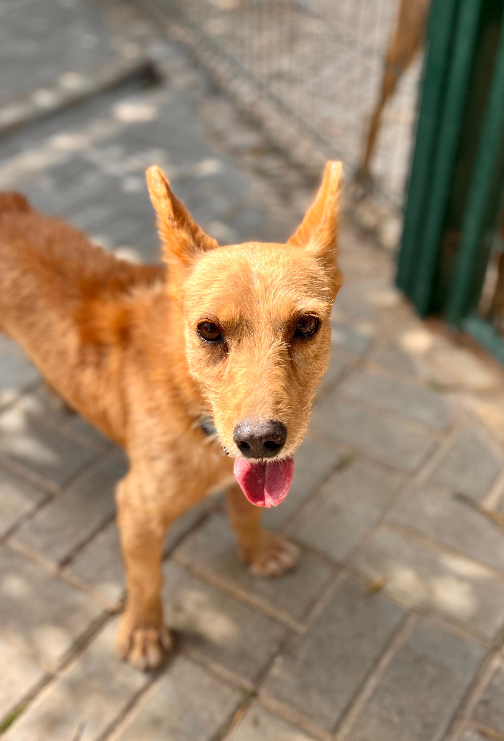 Flash steht im Tierheimzwinger und schaut nach vorne