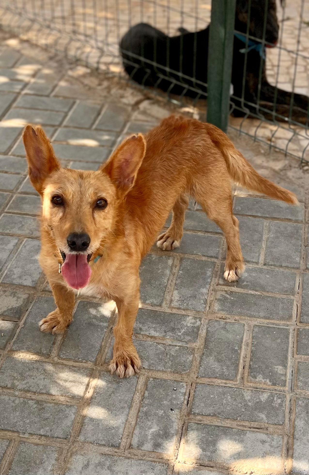 Flash steht im Tierheimzwinger und schaut nach oben
