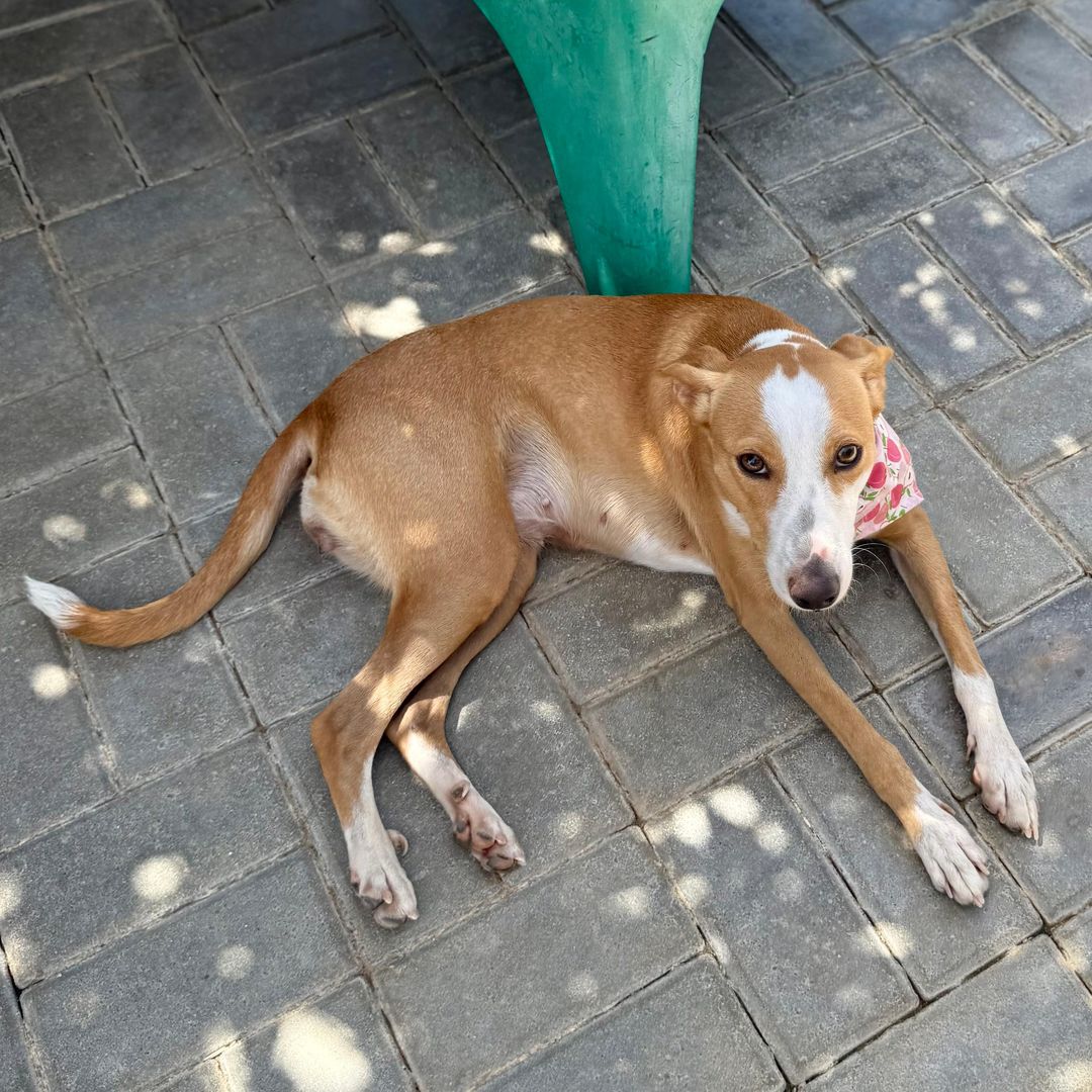 Mimi im Tierheim liegt am Boden und sieht nach rechts