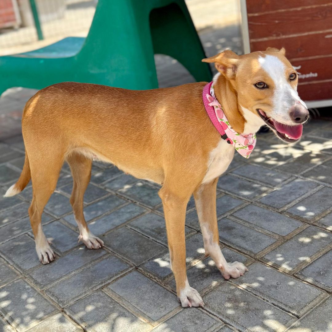 Mimi im Tierheim steht und sieht nach vorne