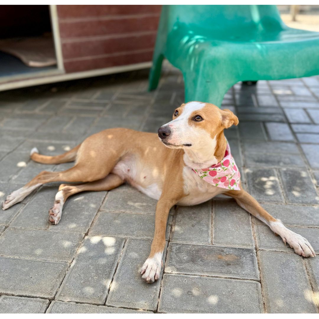 Mimi im Tierheim liegt am Boden und sieht nach rechts