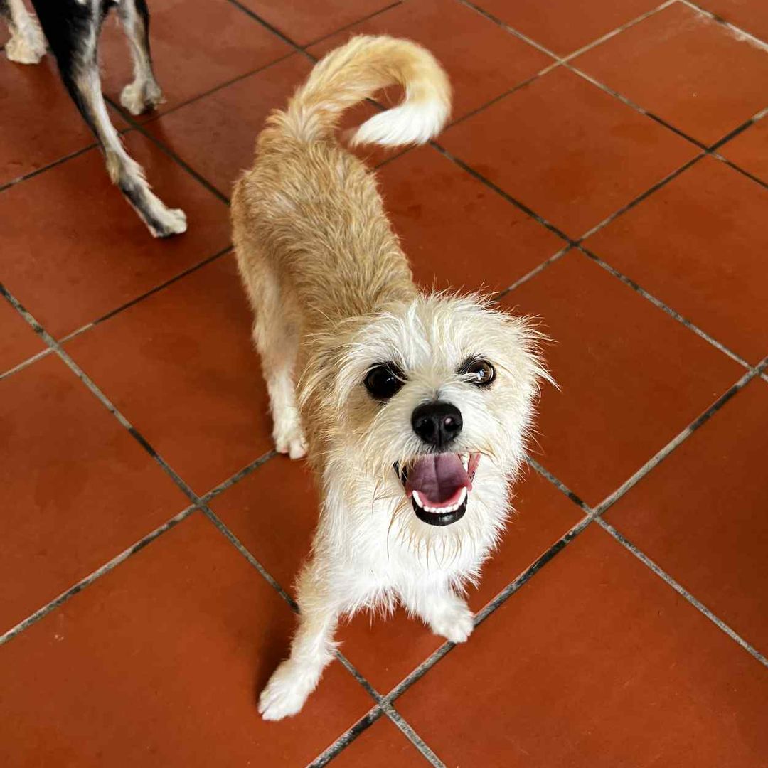 MILA im Tierheim sieht freundlich nach oben