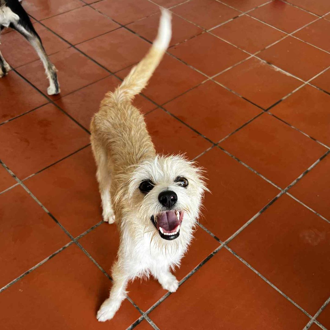 MILA im Tierheim sieht freundlich nach oben