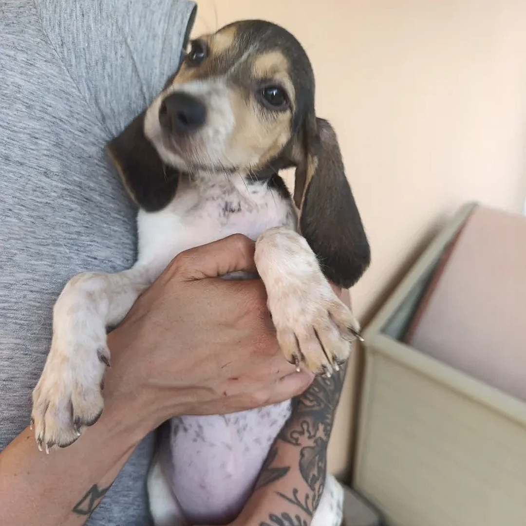 Braun-weißer Beagle-Welpe, auf dem Arm einer Person, von eher links vorn, Blick geradeaus