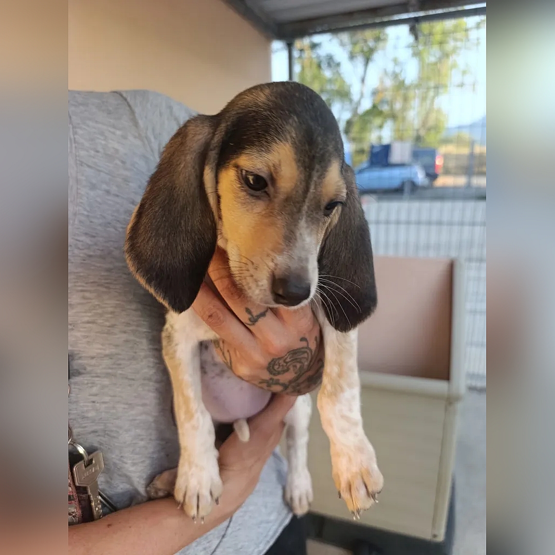 Braun-weißer Beagle-Welpe, auf dem Arm einer Person, von eher rechts vorn, Kopf und Blick nach unten
