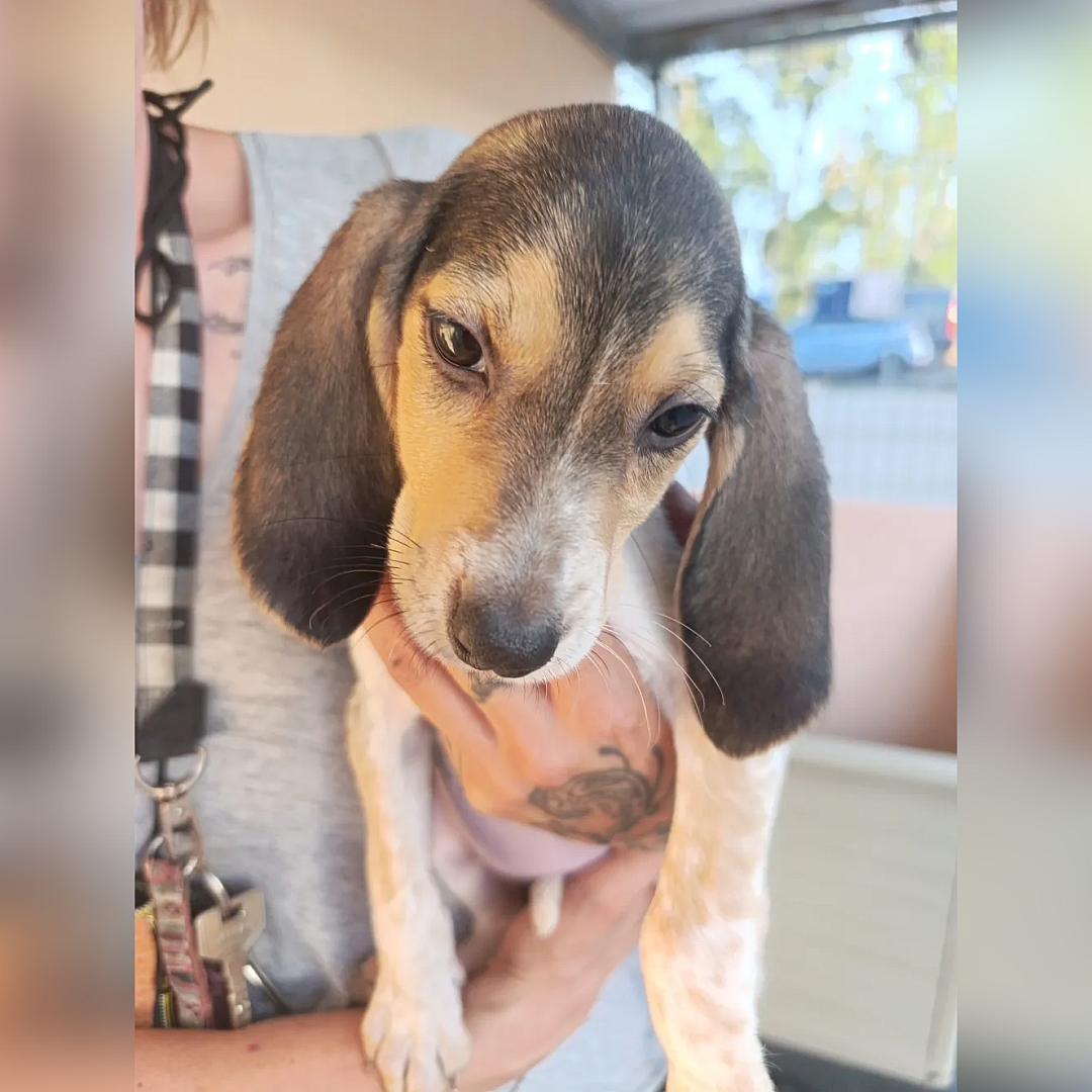 Braun-weißer Beagle-Welpe, auf dem Arm einer Person, von eher rechts vorn, Kopf und Blick nach unten