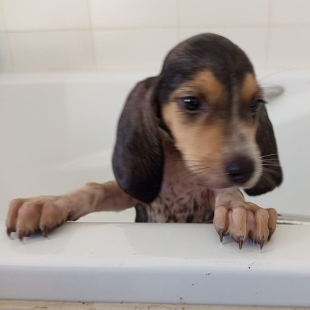 Braun-weißer Beagle-Welpe, von eher rechts vorn, Pfoten auf Wannenrand, Kopf und Blick nach links