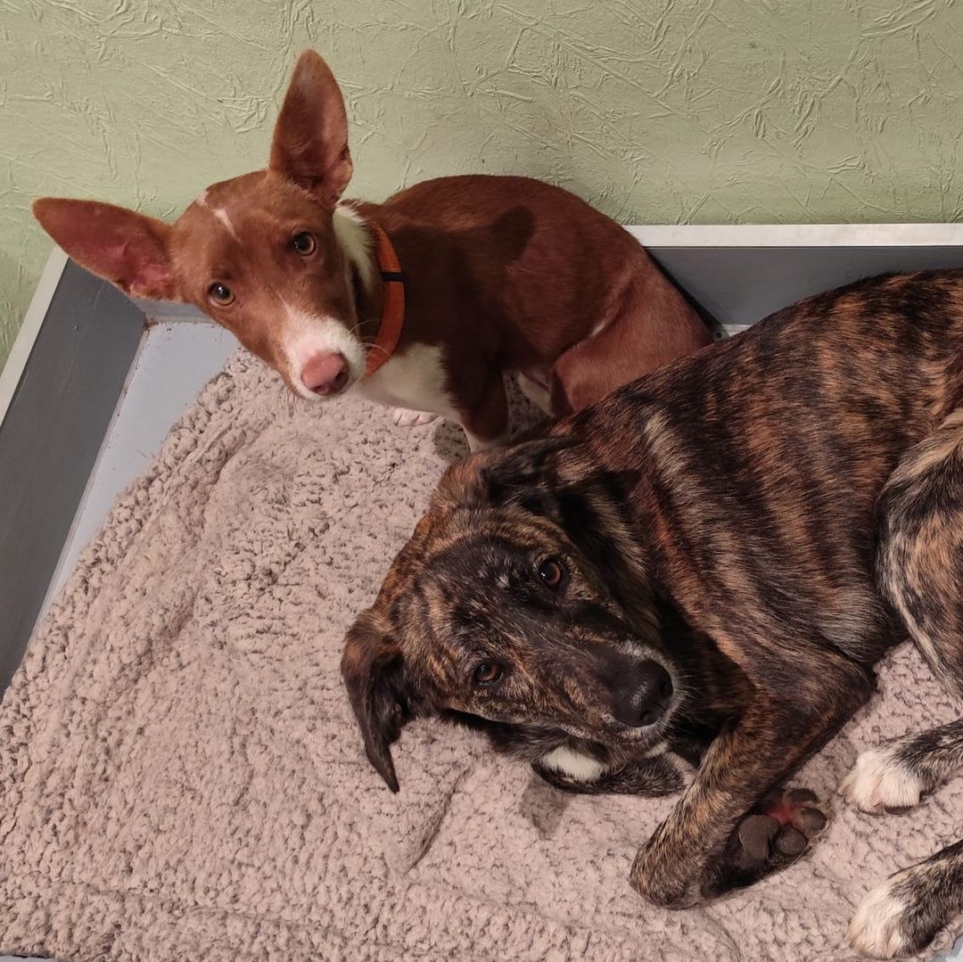 Luna macht eine Pause mit Arielle