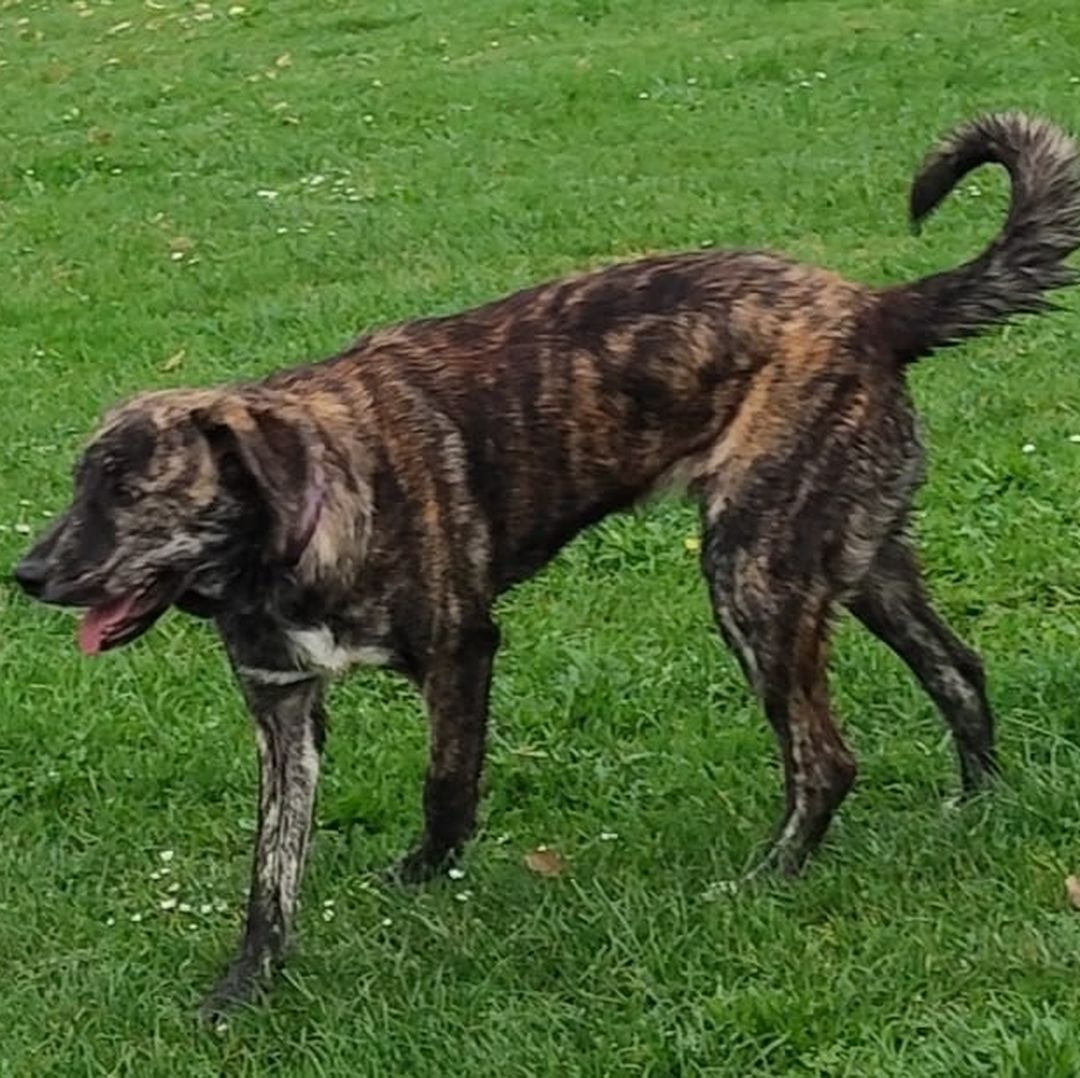 Luna spielt im Garten