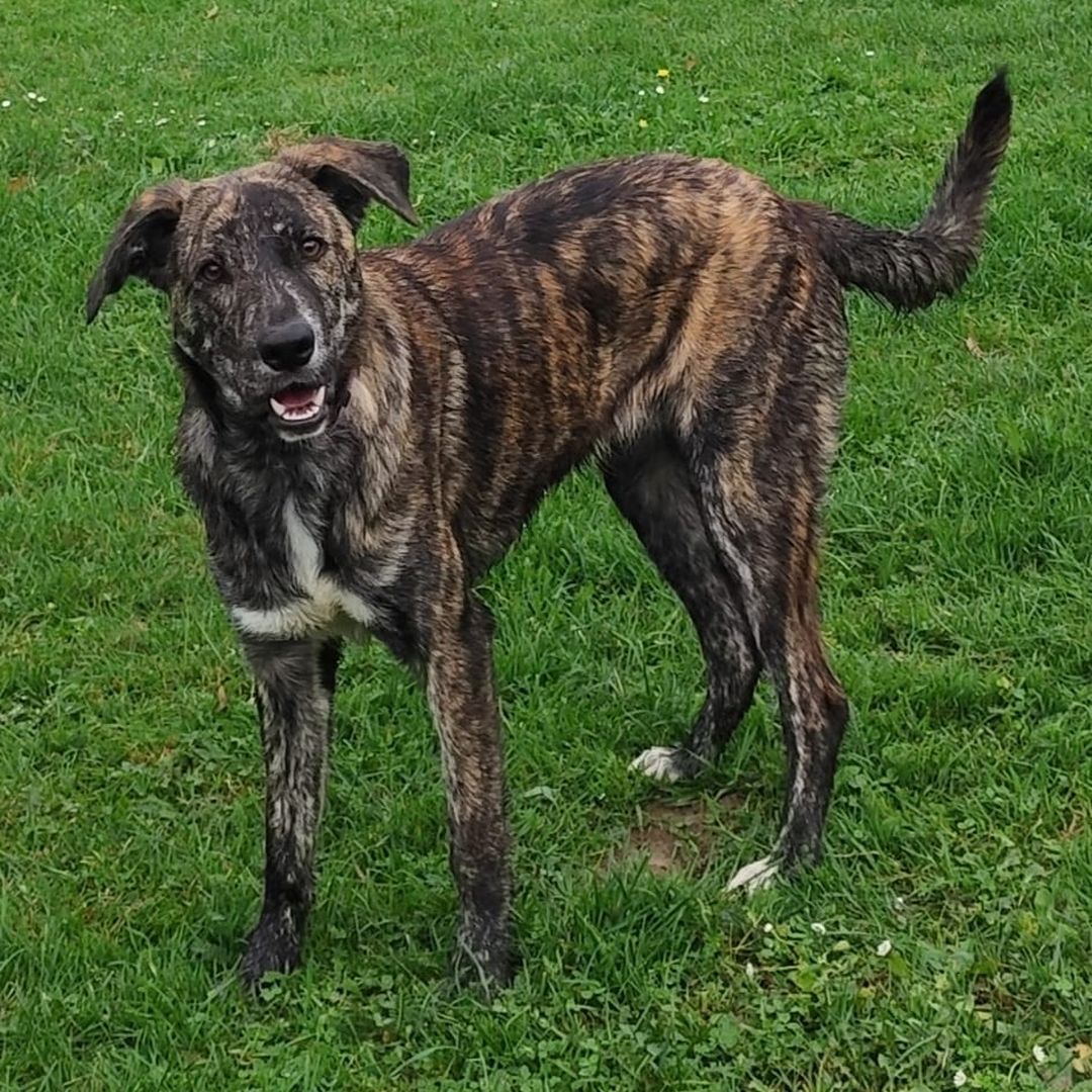 Luna spielt im Garten