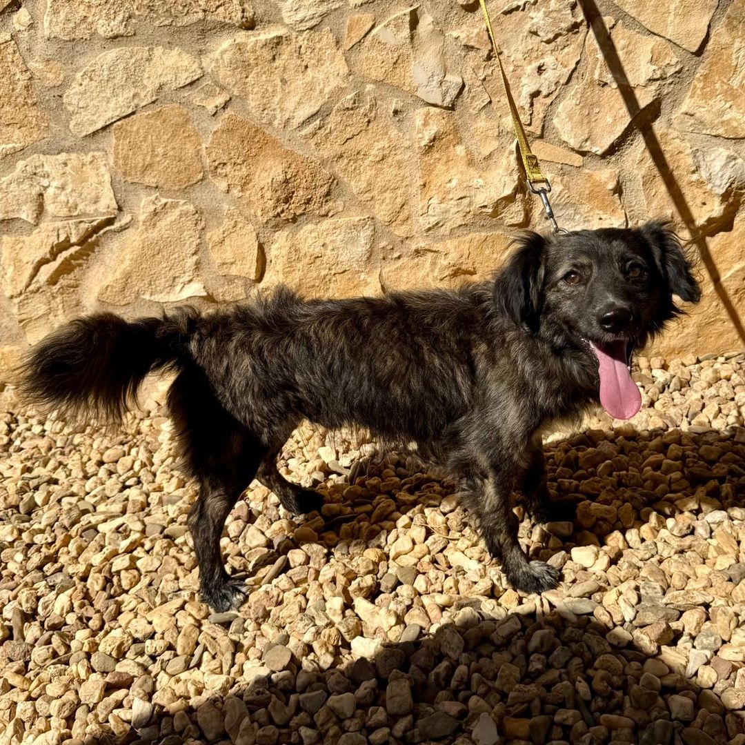 Rusty im Garten